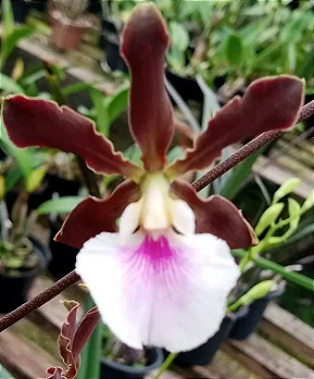 Enciclya Randii