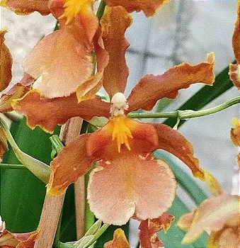 Oncidium Catatante (mudas)