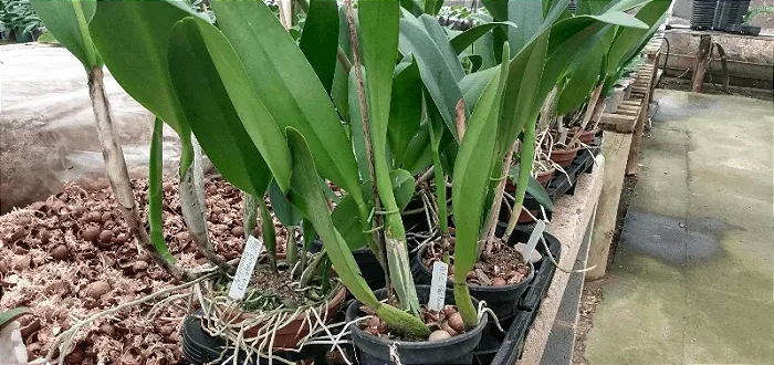 Híbridos de cattleyas variadas