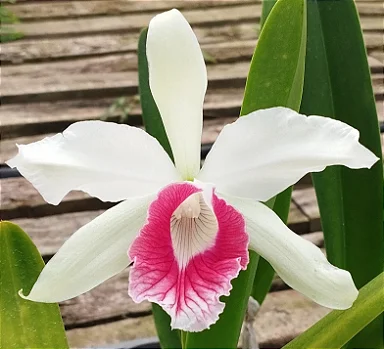 L. Purpurata Carnea