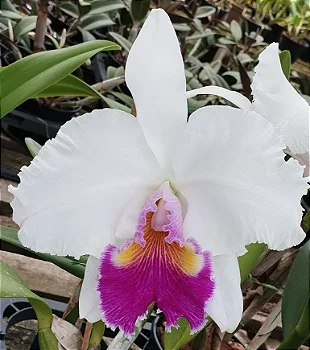 Lc. Mildred Rivers x Blc. Suzuki's Charm