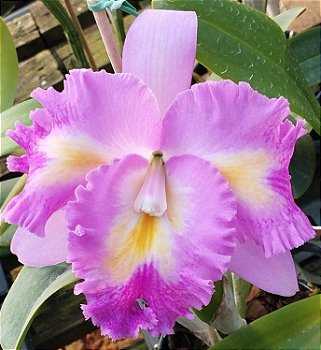 Lc. Platinum Sun