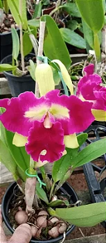 Lc. Prem Fong Yuen