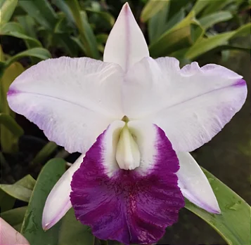 Lc. Robert's Strait Blue Hawaii