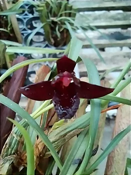 Maxillaria Schunkeana