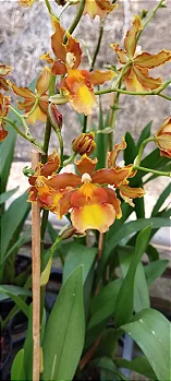 Oncidium catatante