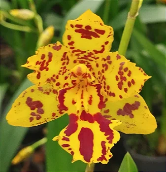 Oncidium Colmanara Amarela