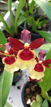Oncidium Volcano Hula Halai (mudas)