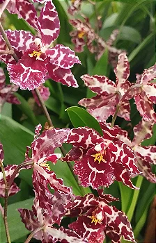 Oncidium Colmanara Vinho