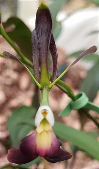 Epidendrum Melanoporphyreum Negro (mudas)