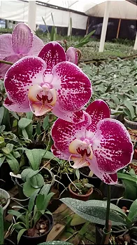 Phalaenopsis Vancini