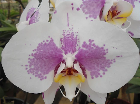 Phalaenopsis Alba Celeste