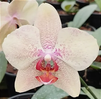 Phalaenopsis Matriz 13
