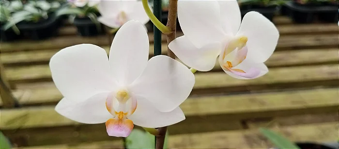 Doritaenopsis Alba