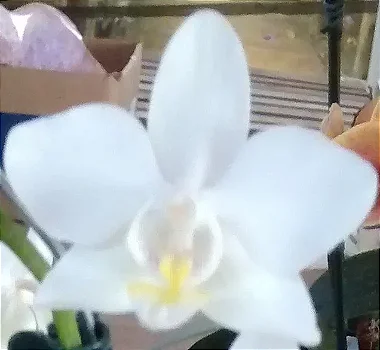 Phalaenopsis Matriz 40