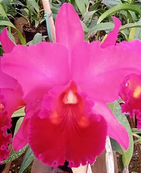 Pot. Haw Yuan Gold x Blc. Chunyeah