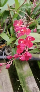 Rodriguezia lanceolata