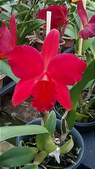 Sc. Destiny Golden Fire