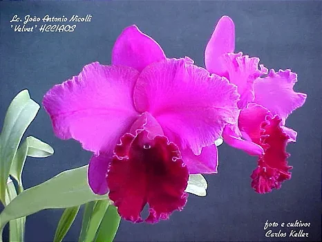 Blc. João Antoni Nicoli (mudas)