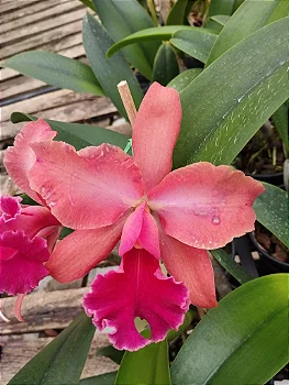 Slc. Naomi Kerns "Orange Glow" (touceira)
