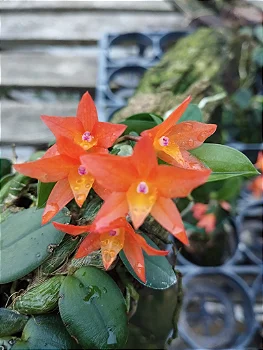 Sophronitis Cernua Menor