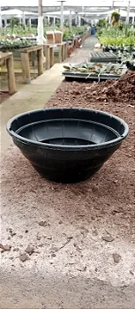 Vaso cuia de 20 cm