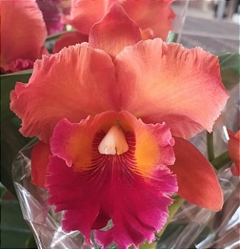 Blc. Edisto Newberry x Blc. Chunyeah