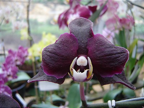 Phalaenopsis Negrinha