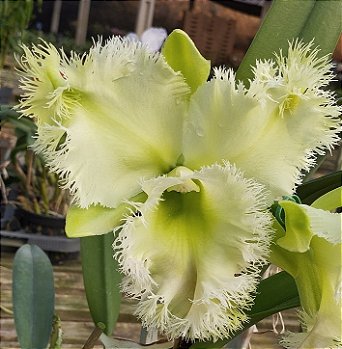 Rlc. Golf Green Hair Pig