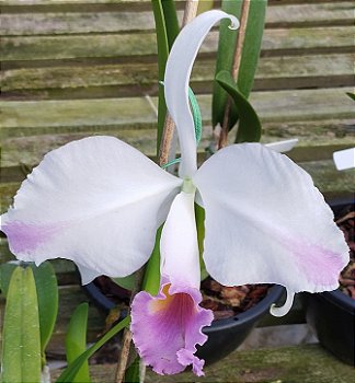 C. Trianae Flâmea Joãozinho x C. Trianae Flâmea Heitor (4)