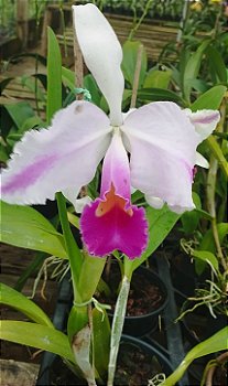 C. Trianae Flâmea Joãozinho x C. Trianae Flâmea Heitor
