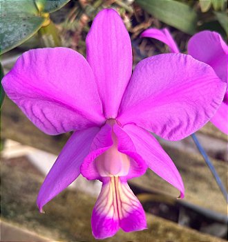 C. Nobilor Dom Rafael x C. Nobilor Rubra Ludoriva