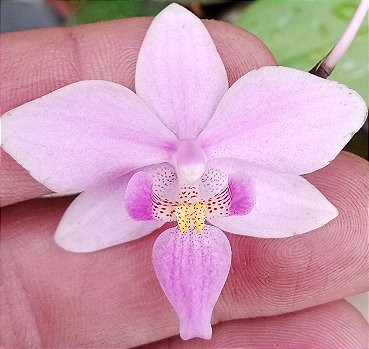 Phalaenopsis Equestres
