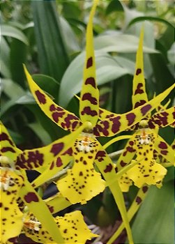 Miltassia verde