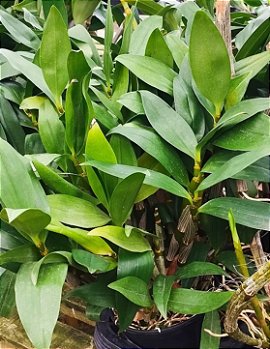 Dendrobium Touceira (Variados)