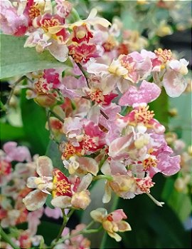 Oncidium Twinkle