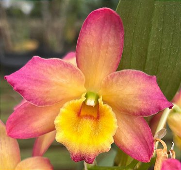 Dendrobium Nobiles Laranja com Amarelo