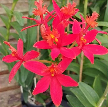 Epidendrum Vermelho (cod. 43)