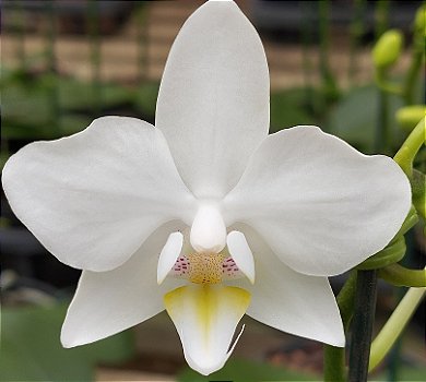 Phalaenopsis Matriz 40