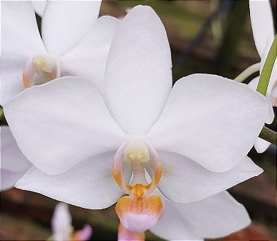 Doritaenopsis Alba
