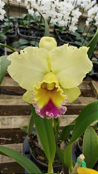 Blc. Goldenzelle Taida
