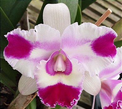 Blc. Nobiles Flash