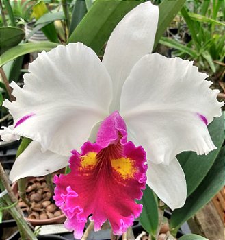Blc. Mirian Suzuki x Lc. Remo Prada Crown