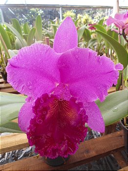Blc. Amy Wakasugi Yamanashi