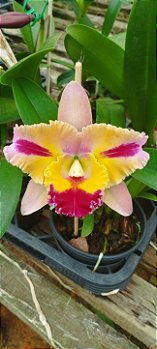 Lc. Mary's Song x Blc. Chialin New City