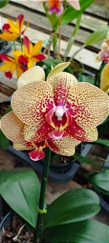 Phalaenopsis Amarela Listras Vermelhas (cod 13)