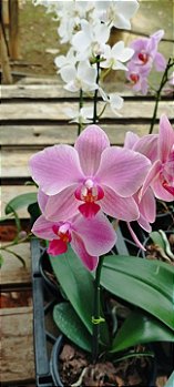 Phalaenopsis Goiaba