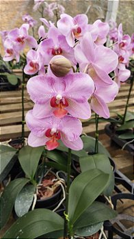 Phalaenopsis Rosa Trilabelo