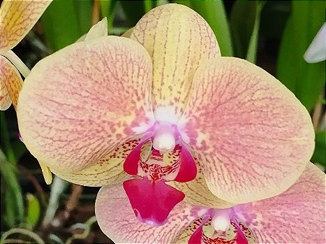 Phalaenopsis Amarela com flâmeas rosas