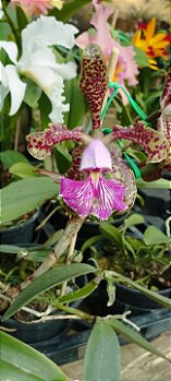 C. Schilleriana tipo (1)